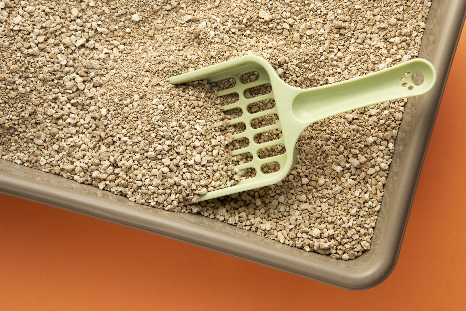 Top view pet accessories