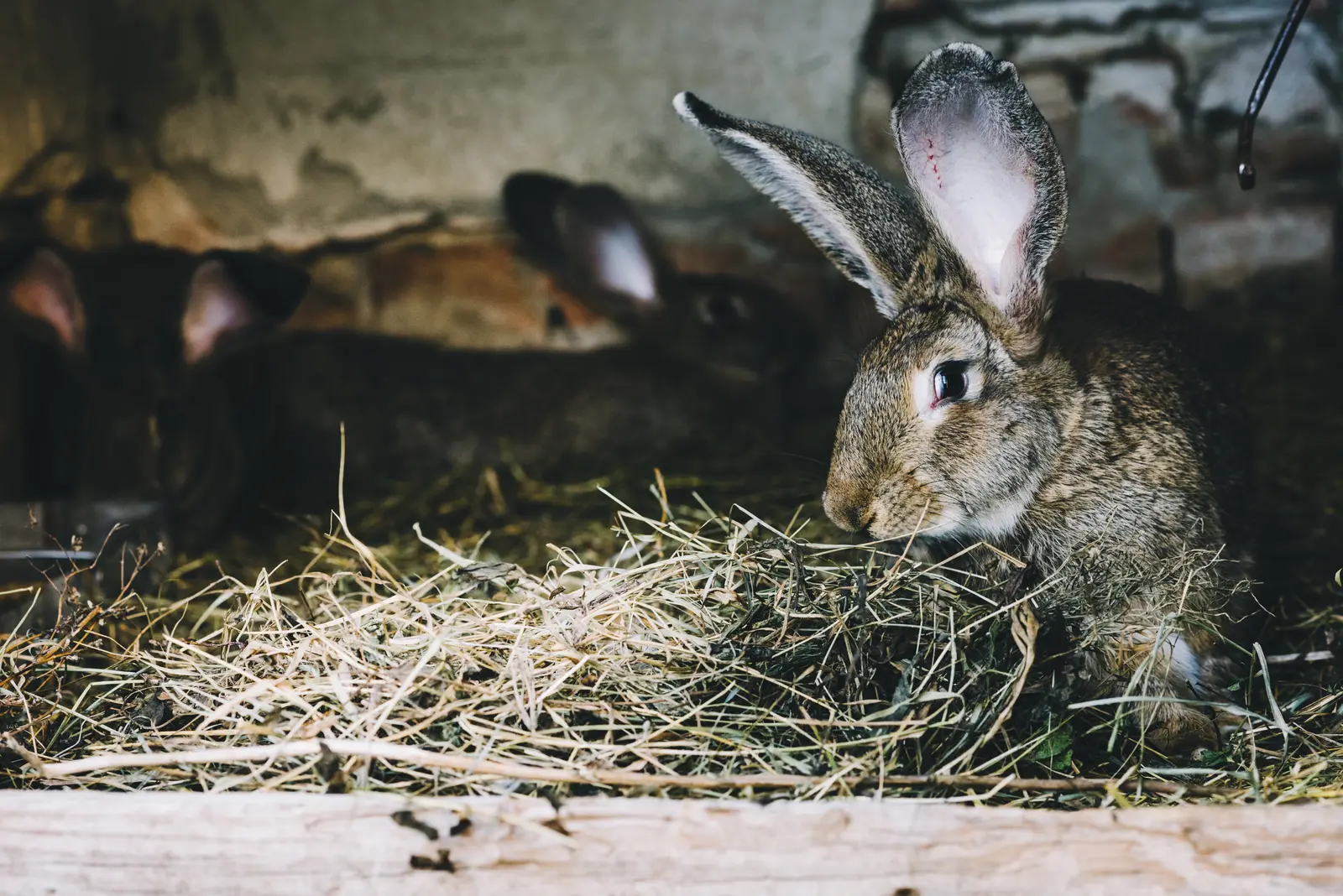 Close up rabbit eating grass
